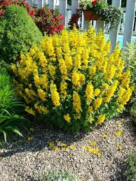 The following photos will allow you to identify yellow and orange flowering plants. Yellow Shrub Identification Flowers Forums