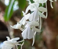 Image result for Aerangis collum-cygni