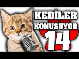 Konusan Kediler 14 En Komik Kedi Videolari Youtube