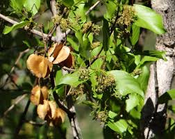 Image result for Combretum apiculatum