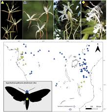 Image result for Ypsilopus erectus