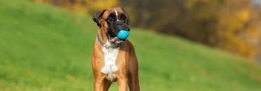 Boxer Dog Breed Facts And Personality Traits Hills Pet