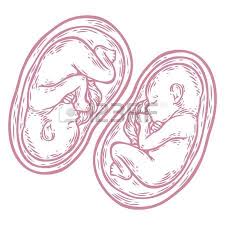 Look at the above drawing. Mothers Womb Human Twins Fetus Concept Hand Drawn Vector Illustration Prenatal Growing Baby Umbilicl Hand Drawn Vector Illustrations Tattoo Posters Doula Art