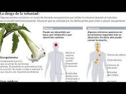 Tan pronto la escopolamina ingresa al cuerpo tiene efecto inmediato el que dura 1 a 2 horas, y se va la escoporamina o burundanga es una sustancia capaz de anular el cerebro de una manera. 7 Ideas De Burundanga Plantas De Buena Suerte Planta De La Fortuna Planta De La Suerte