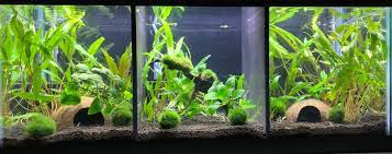 New divided betta fish tank. 20 Gallon Fish Tank Dividers