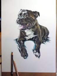 Staffordshire Bull Terrier Drawing Pet Portraits Custom Drawing Staffy Drawing From Photo Bespoke Art Dog Wal Bull Terrier Art Dog Drawing Canine Drawing