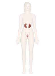Urinary System Anatomy And Physiology With Interactive Pictures