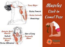 Do as much of the sequence as you can, gradually working your way to camel as you're ready. Pin On Yoga Health Infographics