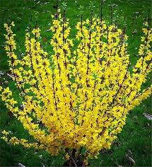 Pin On Plants To Buy