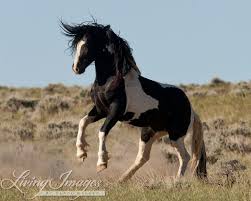 Black And White Mustang Horse For Sale Wild Horse Photography Wild Horse Washakie Print Black And Etsy Wild Horses Photography Horses Wild Horses