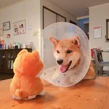 pin by lisa on animal animals corgi dogs