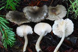 Image result for Clitocybe multiceps