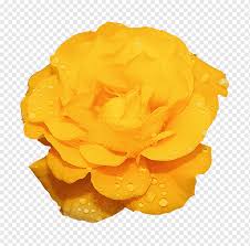 Background warna kuning polos koleksi gambar hd. Bunga Mawar Animasi Kuning Bunga Abstrak Indah Yang Kreatif Biru Fotografi Oranye Png Pngwing
