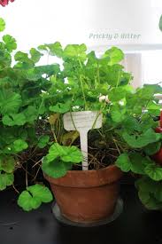 Image result for Pelargonium domesticum round-leaved bushy