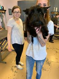 Maybe you would like to learn more about one of these? D Tails Pet Spa Gifts In Las Vegas Nv Gift A Panda