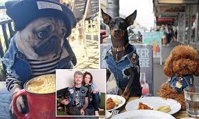 Woman Quits Fashion Job To Design Denim Jackets For Her Dog Press Scrapbook Pinterest Pet Hair Removal Animal Fashion And Puppy Beds