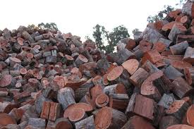 Native to australia these eucalyptus were brought to arizona in the mid to late 1800s where. Products Gelletly Red Gum Firewood