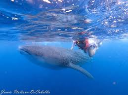 Swimming with Whale Sharks in Mexico - The Daily Adventures of Me