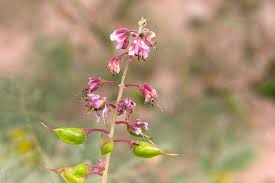 Image result for Caesalpinia rubra
