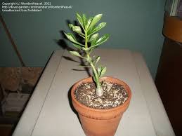 Pruning of branches helps to increase caudex. Beginner Gardening Desert Rose Adenium Obesum Pruning 1 By Wonderweasel