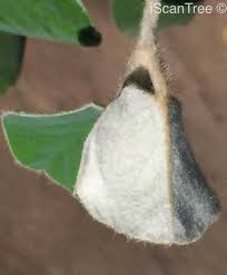 Image result for Androstachys