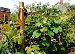 Fill the hole halfway with soil, covering the bare roots, and tamp down the soil. How To Grow Grapes In Small Space Gardens