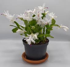 Just make sure its plain black coffee. White Christmas Cactus Free Stock Photo Public Domain Pictures