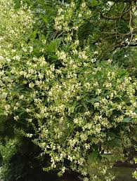 Image result for Styphnolobium