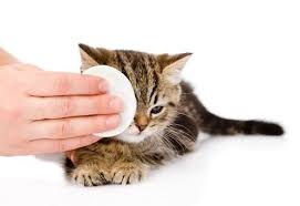 Batu mata kucing berasal dari negara srilangka, india, afrika dan brasil. Penyebab Mata Kucing Merah Dan Cara Mengobati Penyakit Mata Perawatan Anjing Dan Kucing Mata Kucing Kucing Perawatan Anjing