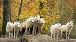 Imagini pentru animale salbatice