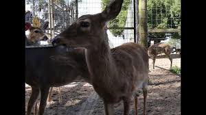 The deer mouse is found in rural, outdoor areas. Florida Deer Friendly
