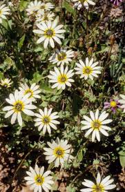 Image result for Arctotheca