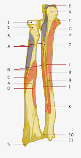 The following diagram shows all the major back muscles. Ulna Radius Back Osteo And Muscle Diagram Png Image Transparent Png Free Download On Seekpng