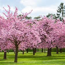 This small flowering tree is a broadleaf evergreen that produces white or deep pink blossoms. 25 Cherry Blossoms Facts Things You Didn T Know About Cherry Blossom Trees