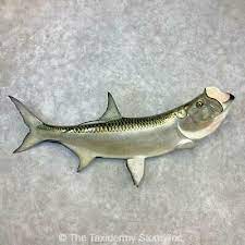 23275 P 74 Reproduction Atlantic Tarpon Saltwater Taxidermy Fish Mount S Ebay