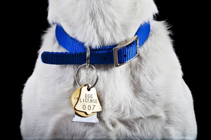 Dog Collars