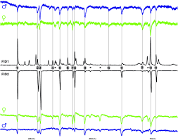 Image result for Ceropegia stenantha