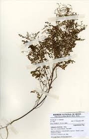 Image result for Indigofera dendroides
