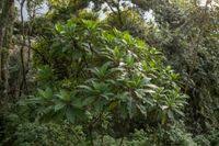 Image result for Solanecio mannii