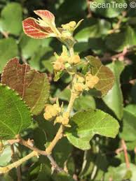 Image result for Grewia monticola