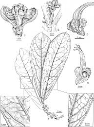 Image result for Garcinia buchneri