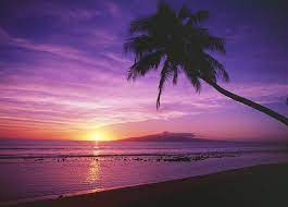 I was assisting at a workshop on the big island the week before this shot. Purple Sunset And Palm Photograph By Ron Dahlquist Printscapes