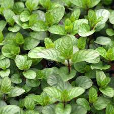 Check spelling or type a new query. Menthe Poivree Mentha X Piperita Black Mitcham