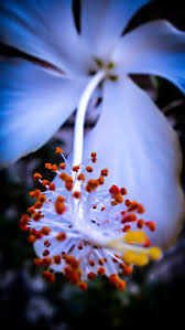 You can also upload and share your favorite hibiscus flower wallpapers. Hd Wallpaper White Hibiscus Flower In Macro Shot Photography Beautiful Beautiful Flowers Wallpaper Flare