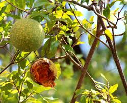 Image result for Landolphia ligustrifolia