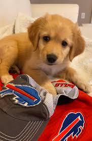 Is a golden retriever purebred? Buffalo Bills On Twitter We Approve Of This Dog Name Gobills