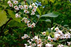 Image result for Vaccinium stanleyi
