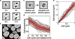In plant cell division occurs continuously. Long Term Microfluidic Tracking Of Coccoid Cyanobacterial Cells Reveals Robust Control Of Division Timing Bmc Biology Full Text