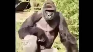 Gorila follando