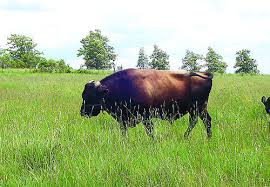___ la canadienne acteur européen de la mode spécialisée dans la peau et le duvet. Ny Producers Find Fit For Canadienne Cattle Northern Region Lancasterfarming Com
